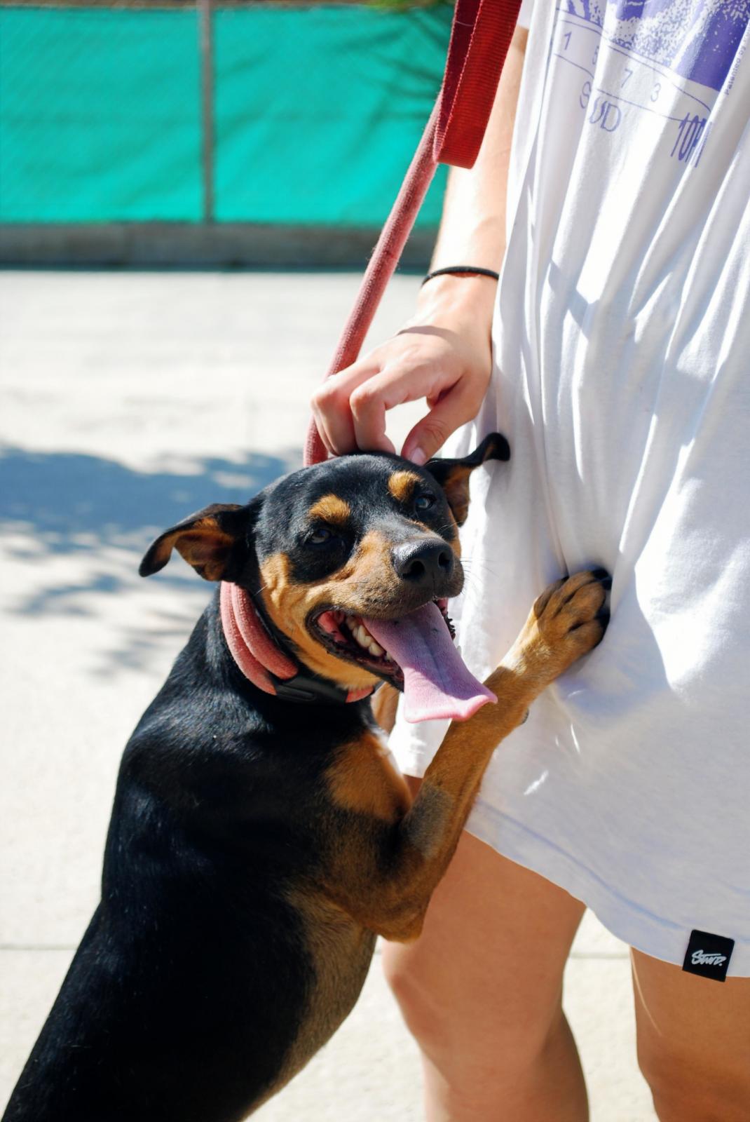 Leo - Ratonero Bodeguero Andaluz, Pinscher Miniatura, Jack Russell Terrier