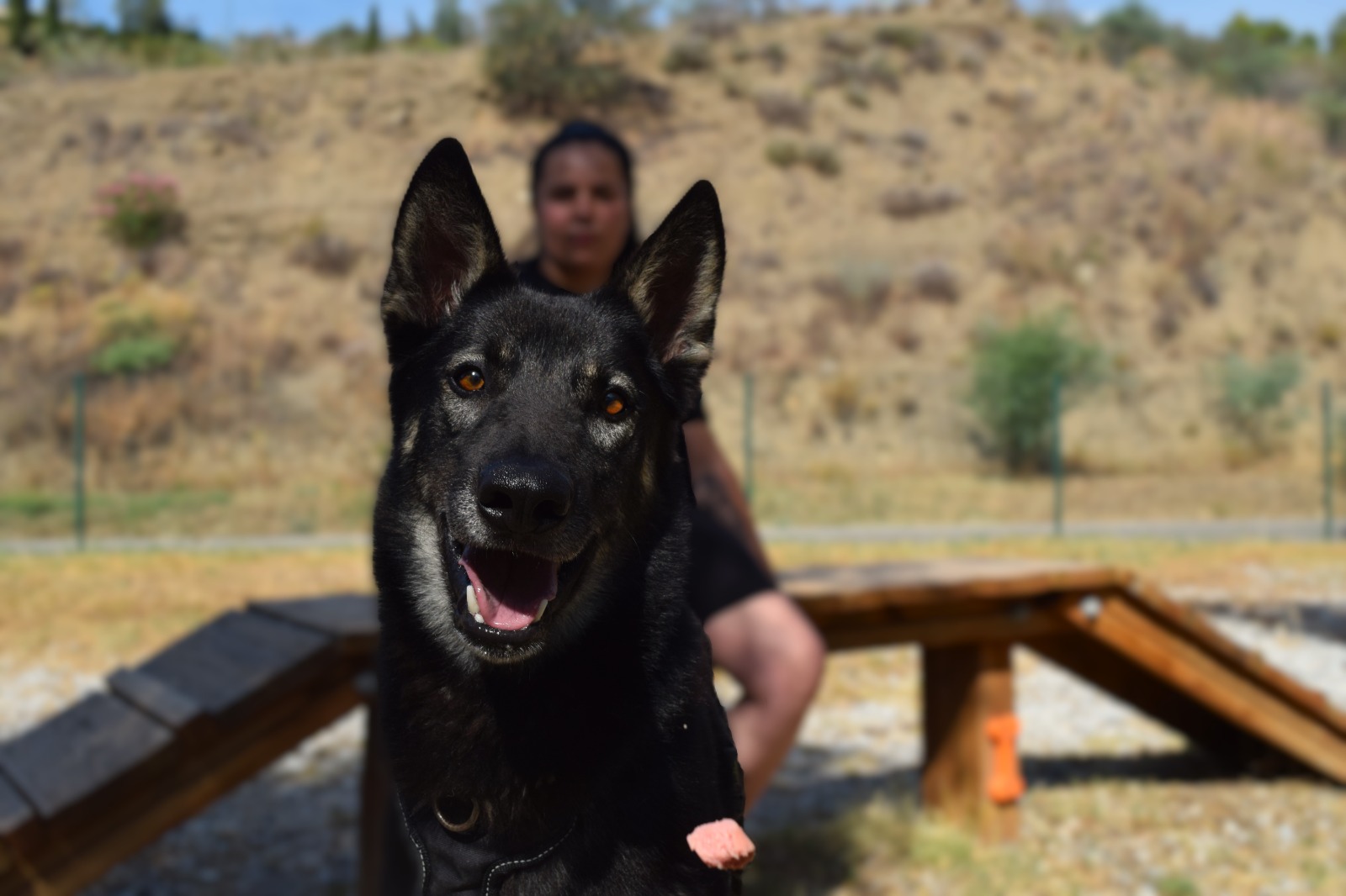 Zeus - Pastor Alemán, Perro Pastor Mallorquín, Perro Lobo Checoslovaco