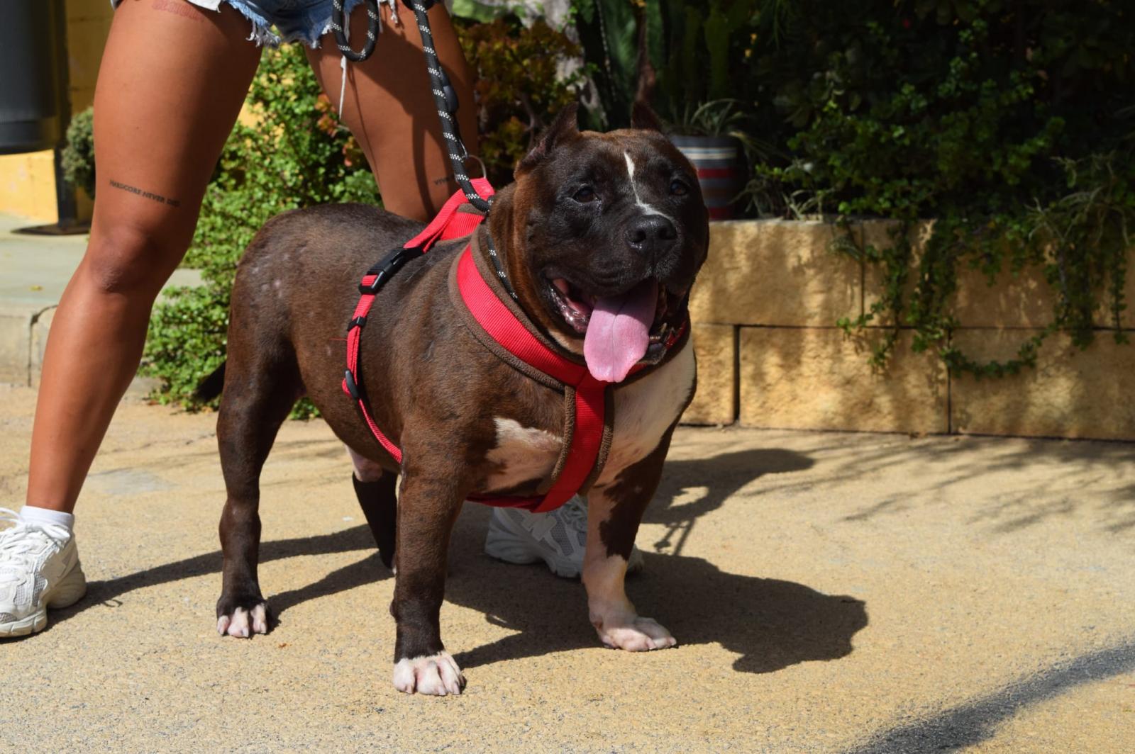 Millán - Staffordshire Terrier Americano, Staffordshire Bull Terrier, Bulldog Inglés