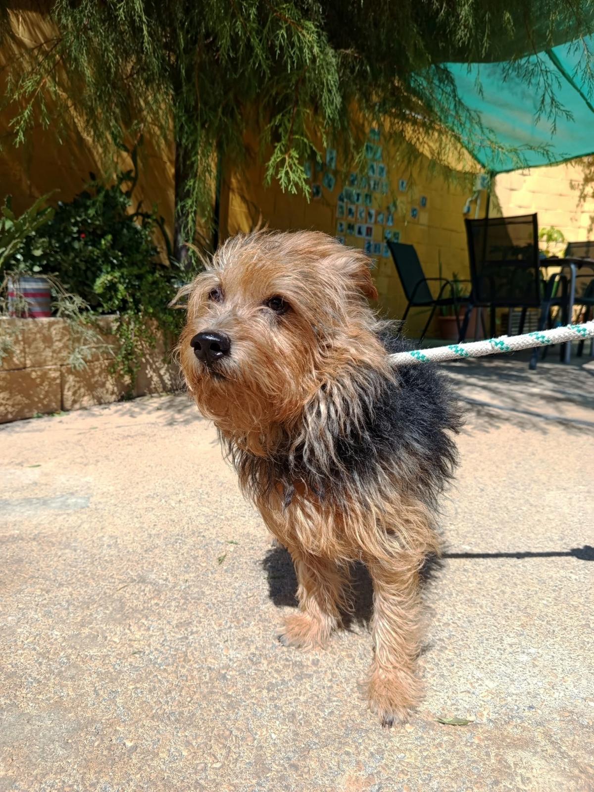 Latan - Yorkshire Terrier, Norwich Terrier, Cairn Terrier