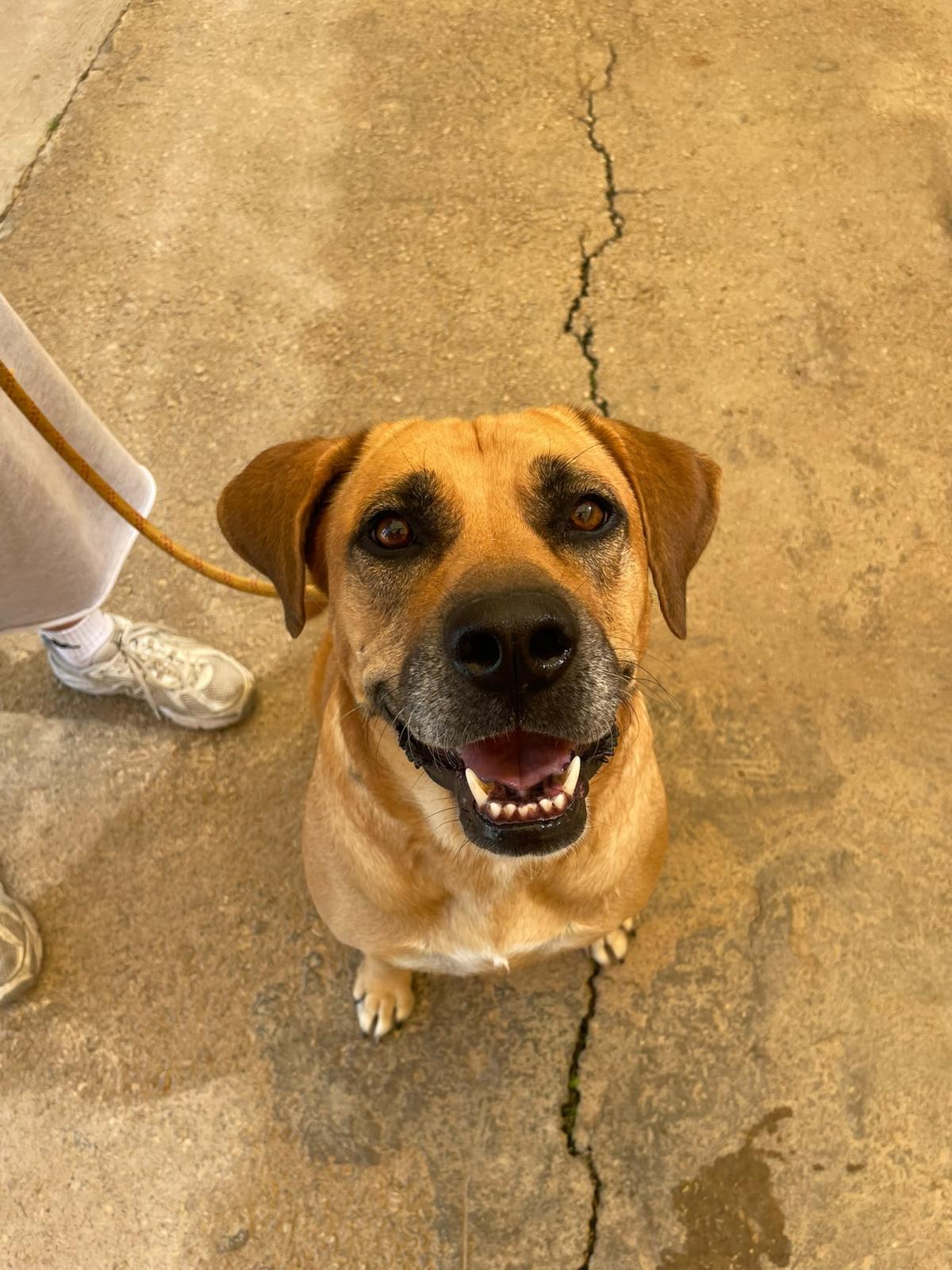 Rita - Labrador Retriever, Boxer